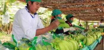 piura-banano-organico-genera-us-120-millones-en-exportacione-9763